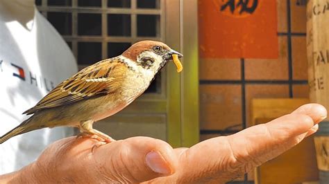 如何 讓麻雀 不要 來 築 巢|【麻雀祕密】麻雀真的變少了？「害鳥」其實是誤會？成群結隊卻。